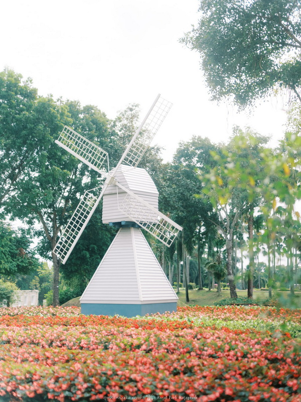 White windmill surrounded by colorful flowers and tall trees in a garden setting at Beautiful Gardens in Chiang Mai.