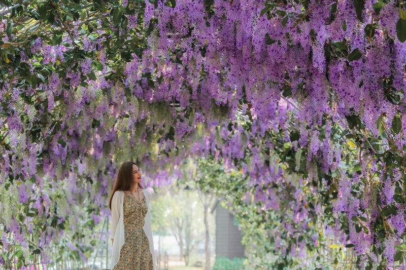 Woman under Purple Flower Arch at Royal Flora Ratchaphruek A woman standing beneath purple flowering vines on a bright day at Royal Flora Ratchaphruek.