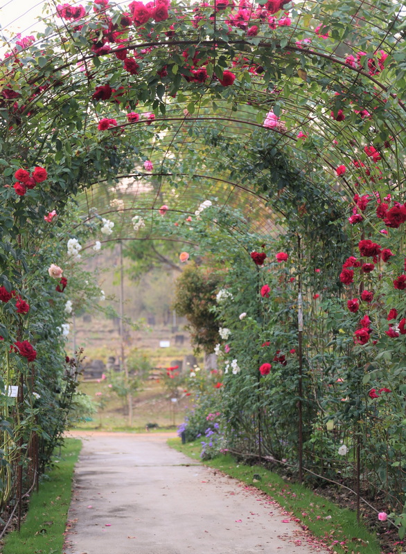 A flower tunnel with pink and red roses on metal arches over a garden pathway at Royal Flora Ratchaphruek.
