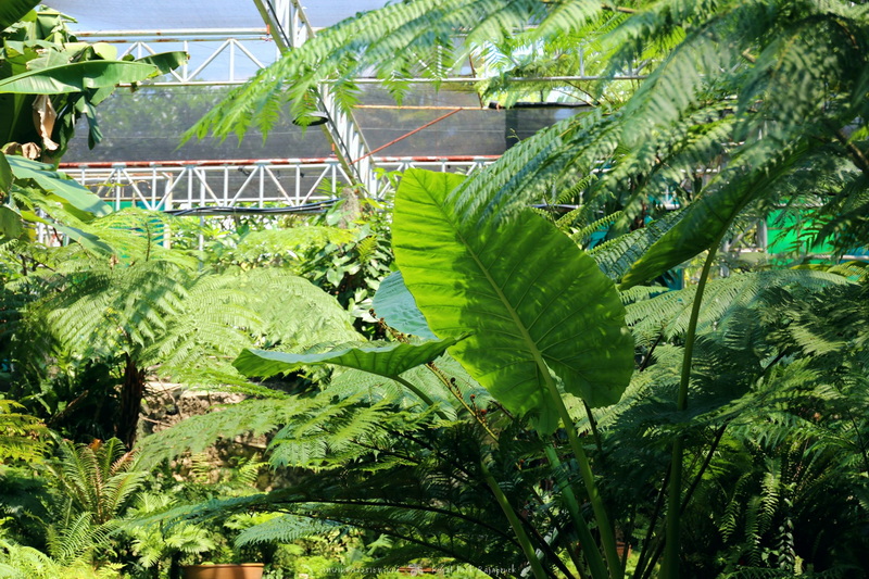Tropical Plant Scene at Royal Flora Ratchaphruek Tropical greenery with large leaves and ferns inside a greenhouse structure at Royal Flora Ratchaphruek.
