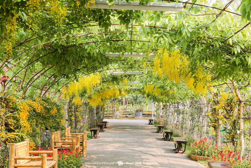 Garden Pathway with Yellow Blossoms at Best Flower Gardens in Chiang Mai Pathway with benches and hanging yellow flowers under green arching leaves in a garden at Best Flower Gardens in Chiang Mai.