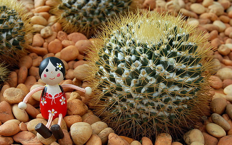 Doll and Cactus on Pebbles at Chiang Mai Gardens Small doll with red dress sitting beside a round cactus with long yellow spines on pebbles at Chiang Mai Gardens.