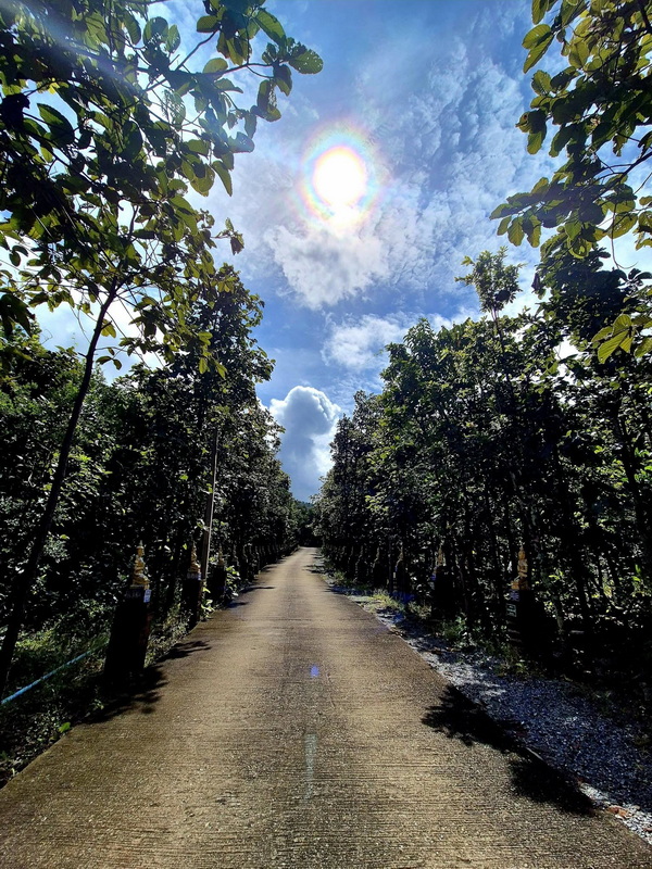 A dirt path through dense trees under a bright sky with rainbow halo around the sun at Wat Phra That in Kwaen.