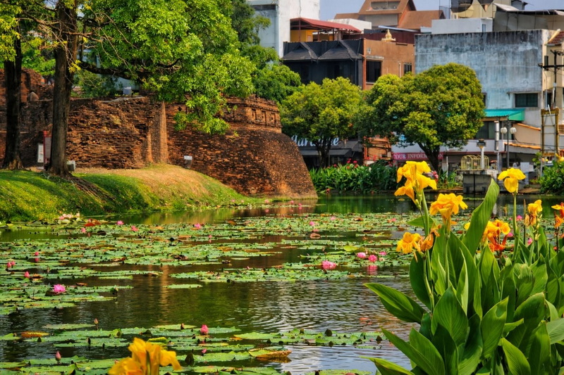 Serene Water Garden Scene at Three kings Monument Water with lily pads and yellow flowers near an old brick structure and green trees at Three kings Monument.
