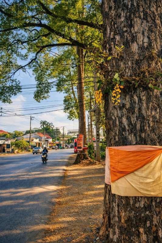 Tree trunk with yellow flowers beside a busy street with vehicles and buildings at Three kings Monument.