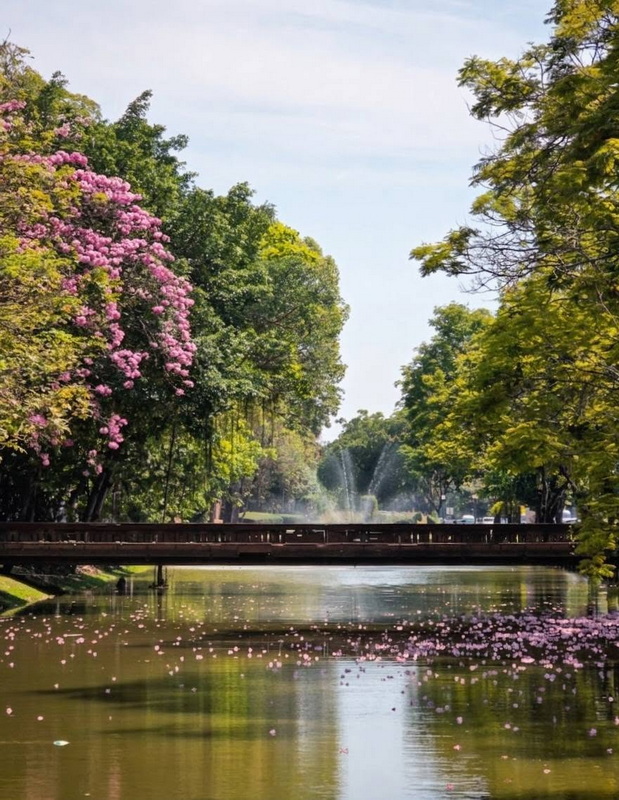 River flowing through a park with flowering trees and a bridge in the background at Three kings Monument.