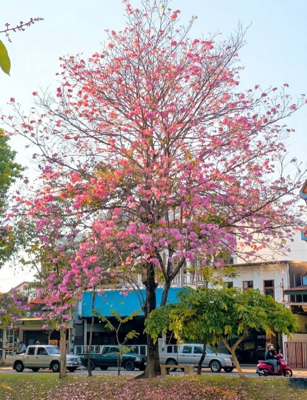 Tree covered in pink and purple blossoms with city buildings and vehicles nearby at Three kings Monument.