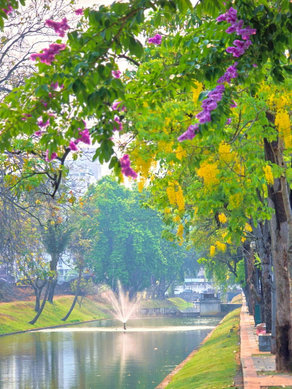 Trees with purple and yellow flowers along a canal with a water fountain in background at Three kings Monument.