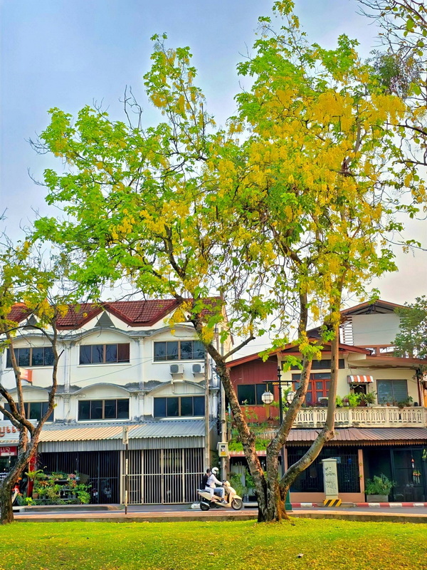 Cityscape with Buildings and Tree at Three kings Monument Urban street scene with buildings, a motorcycle, and a large leafy tree at Three kings Monument.
