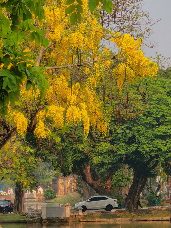Yellow Flowering Tree in the Park at Three kings Monument Tree with vibrant yellow flowers beside parked car and small bridge over water at Three kings Monument.