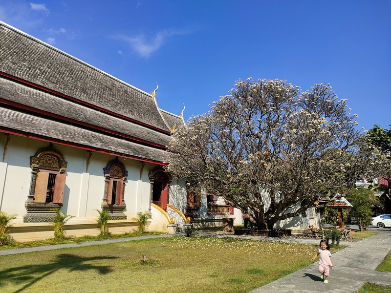 Temple building with ornate windows and a large flowering tree under a blue sky, with a girl walking nearby at Wat Chiang Man.