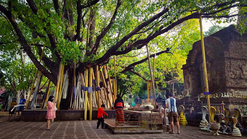 People near a large tree with yellow poles and a brick structure under green leaves at Wat Jed Yod.