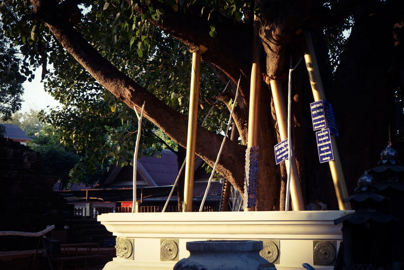 Metal poles leaning against a large tree with a white platform at the base at Wat Jed Yod.
