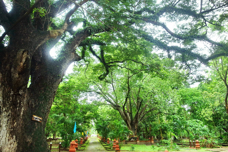 Scenic Green Park with Large Trees at Wat Jed Yod Green park scene with large trees and a pathway surrounded by lush foliage at Wat Jed Yod.