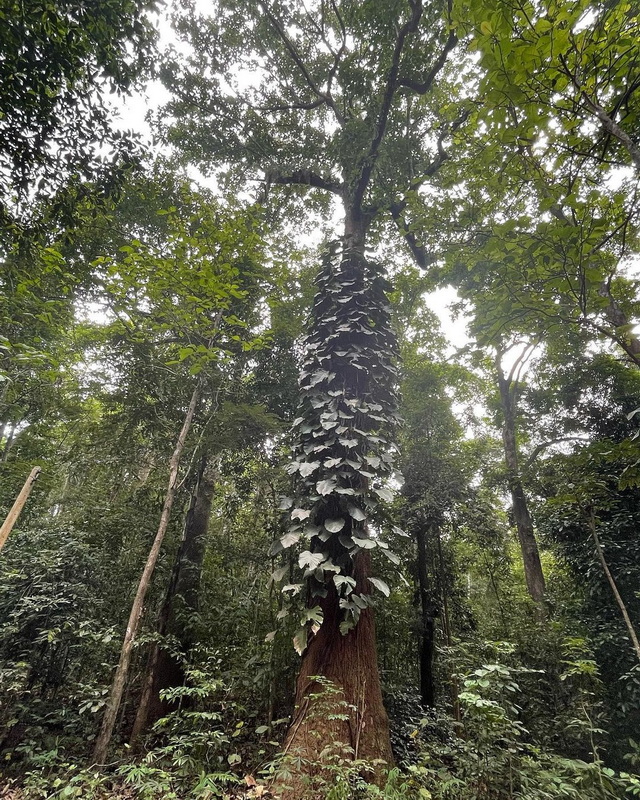 Forest with Tall Fungi-covered Tree at Wat Luang Khun Win Tall tree with fungi-covered trunk in a lush green forest surrounded by dense foliage at Wat Luang Khun Win.