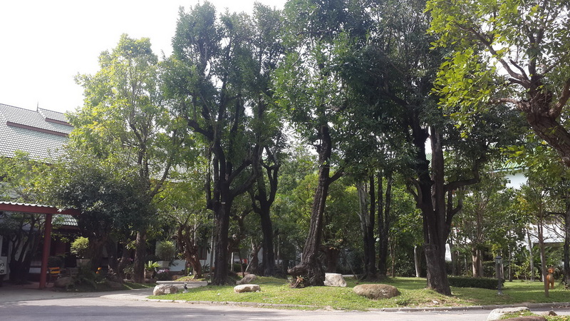 Tropical Tree Avenue at Suan Dok Temple Tall trees with lush green leaves and rocks on grassy ground near buildings at Suan Dok Temple.