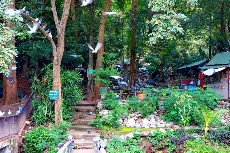 Dense forest with stone steps and flying birds among lush trees at Umong Temple.