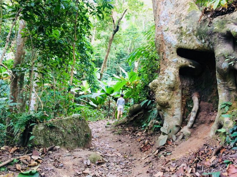 A person walking on a narrow forest trail with lush greenery and a large hollow tree nearby at Doi Khun Tan National Park.