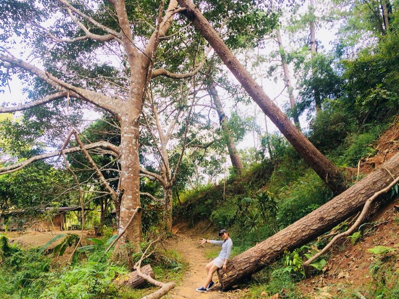 Person sitting on a fallen tree trunk in a lush green forest with tall trees at Doi Khun Tan National Par.