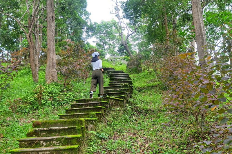Forest Trail in Doi Khun Tan Park at Doi Khun Tan National Par A person climbs wooden stairs through a dense green forest pathway at Doi Khun Tan National Par.