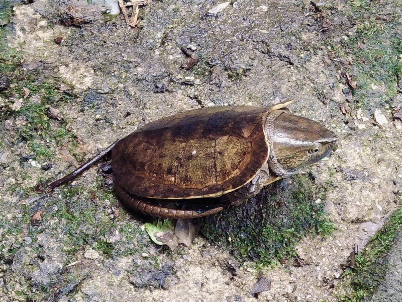 Wildlife in Doi Khun Tan at Doi Khun Tan National Par A brown turtle with a rounded shell on muddy ground with moss and twigs at Doi Khun Tan National Par.
