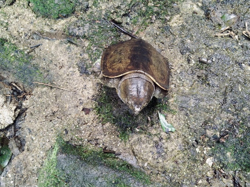 Wildlife Scene with Turtle Shell at Doi Khun Tan National Park A turtle shell resting on the earthy ground with small green plants nearby at Doi Khun Tan National Park.