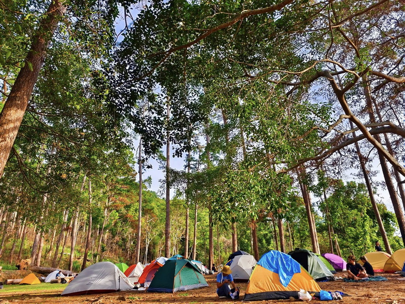 Forest Camping Site at Doi Khun Tan National Par Colorful tents pitched among tall trees in a forested camping site at Doi Khun Tan National Par.