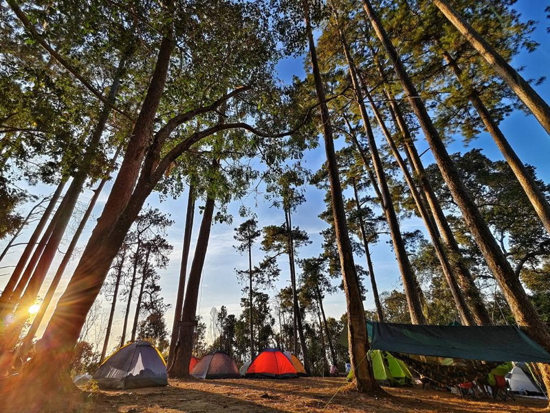 Tents pitched among tall trees in a forest during daylight at Doi Khun Tan National Par.