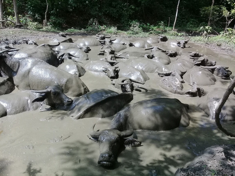 Buffalo in Muddy Water at Ban Muang Pam Buffalo bathing in muddy water amidst lush green trees at Ban Muang Pam.