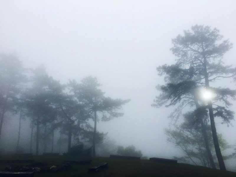 Pine trees shrouded in fog in a dense forest scene at Huai Nam Dang National Park.