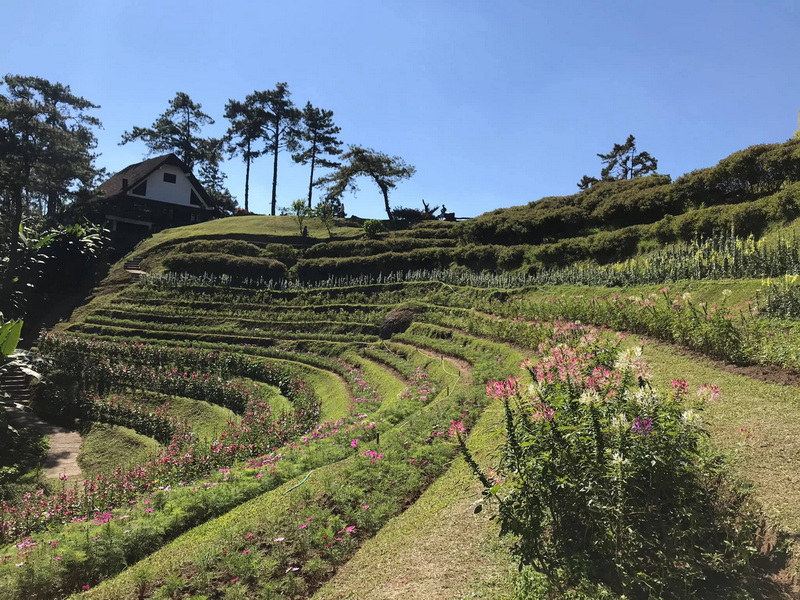 Scenic Hillside Gardens at Huai Nam Dang National Park Sloped terraced gardens with colorful flowers and a house at the top under a clear sky at Huai Nam Dang National Park.