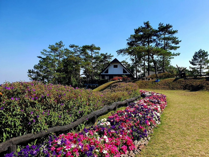 Scenic Flowered Path with House at Huai Nam Dang National Park Colorful flowers border a grassy path leading to a house among pine trees under a clear sky at Huai Nam Dang National Park.
