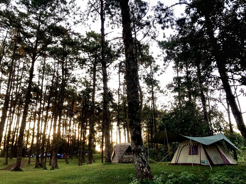 Forest Camping with Tents at Mae Hong Son Tents pitched among tall trees in a forest with sunlight shining through at Mae Hong Son.