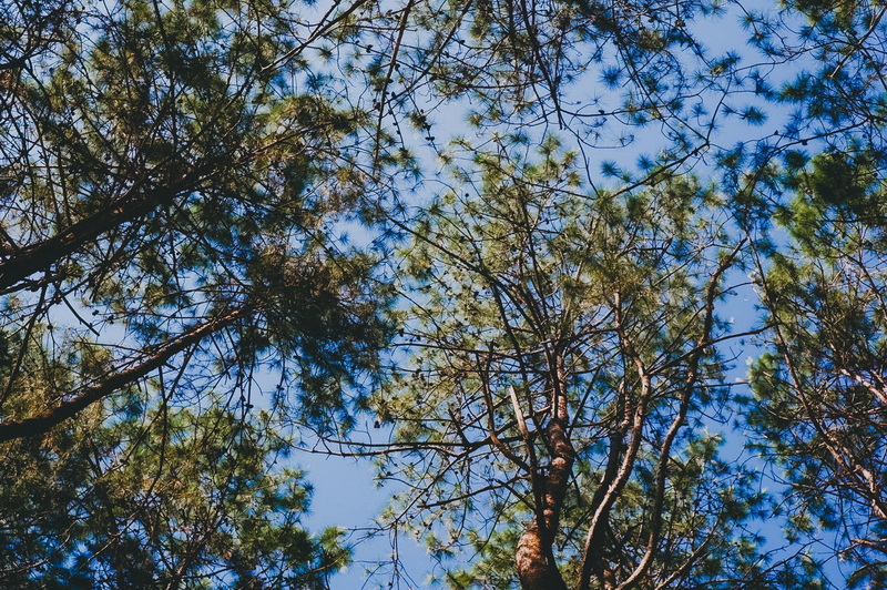 Looking up at tall trees with green leaves and blue sky at Pang Ung.