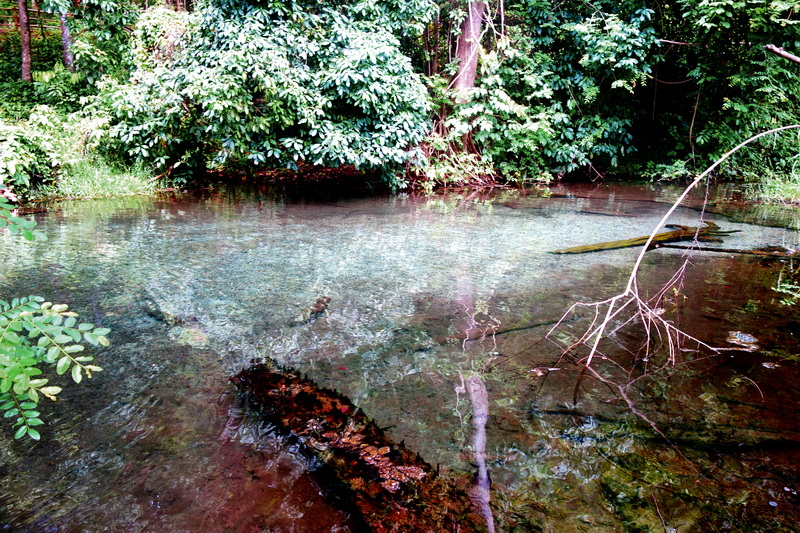 A clear stream winding through lush green trees and fallen branches in water at Sai Ngam Hot Spring.