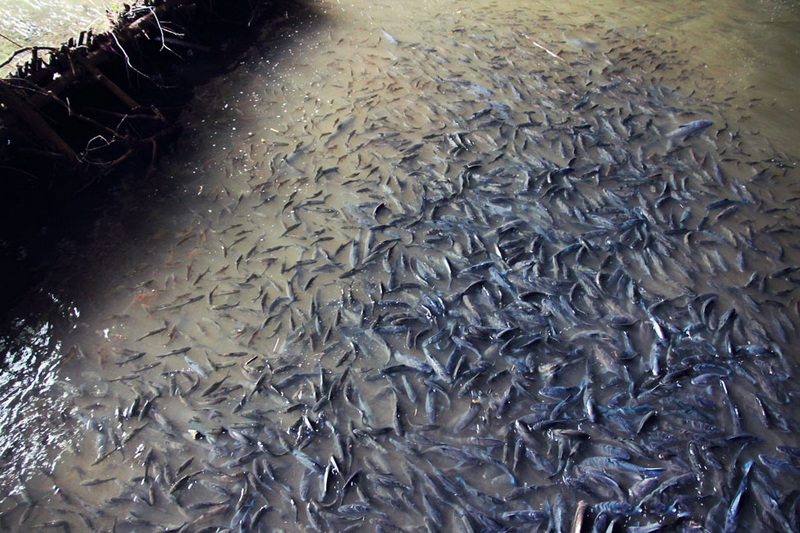 Fish in Murky Water at Tham Lod Cave Numerous fish swimming in muddy water beside a wooden structure at Tham Lod Cave.