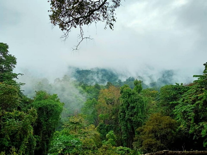 Dense forest with mist-covered mountain peaks in the distance at Bua Tong Sticky Waterfall.