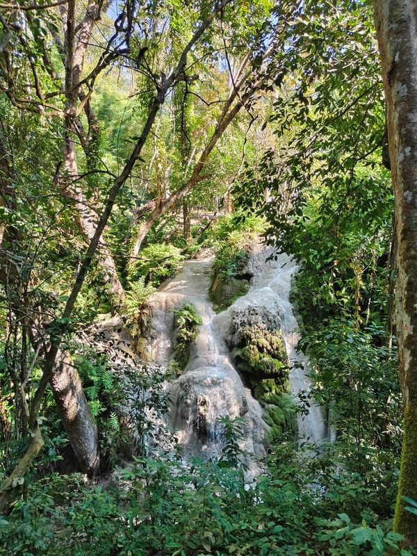 Hidden Forest Waterfall at Bua Tong Sticky Waterfall Small waterfall flowing over mossy rocks in a lush green forest at Bua Tong Sticky Waterfall.