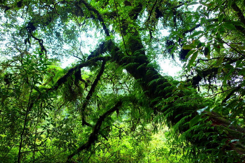 Lush rainforest scene with moss-covered tree and dense foliage overhead at Ang Ka Luang Nature Trail.