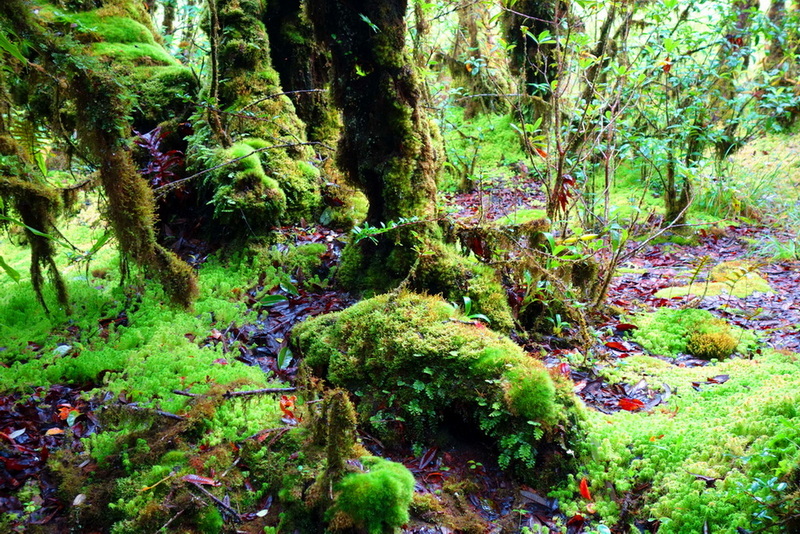 Close-up of moss-covered tree trunks and vibrant green plants on the forest floor at Ang Ka Luang Nature Trail.