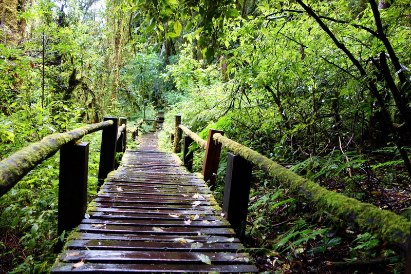Wooden moss-covered bridge extending into lush forest greenery at Ang Ka Luang Nature Trail.