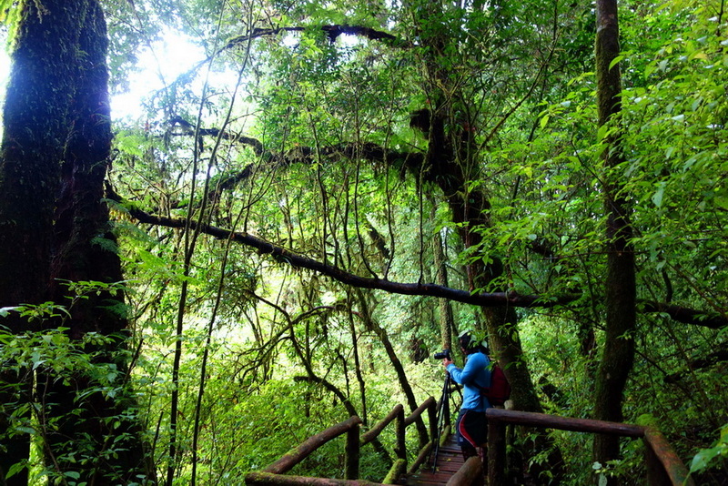 Person with backpack walking on a wooden trail in lush green forest at Doi Inthanon National Park.