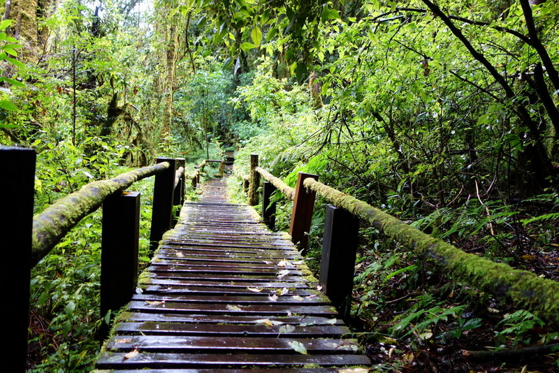 Wooden trail bridge surrounded by lush green plants and trees in a forest at Ang Ka Luang Nature Trail.