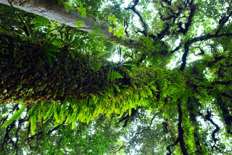 Underneath view of mossy branch with lush green leaves and ferns in a forest at Ang Ka Luang Nature Trail.