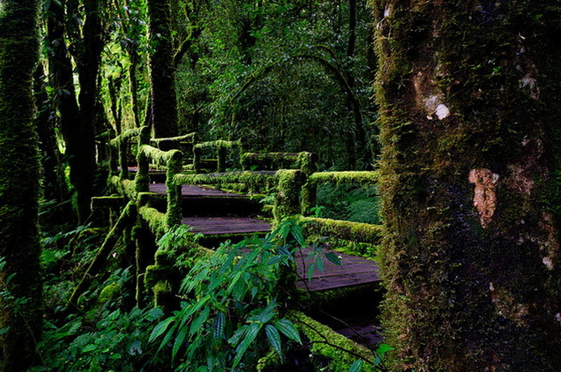 Moss-covered wooden trail through lush green rainforest with dense trees at Ang Ka Luang Nature Trail.