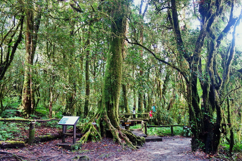 Ang Ka Luang Nature Trail Dense green forest with a wooden trail and people walking through it at Ang Ka Luang Nature Trail.