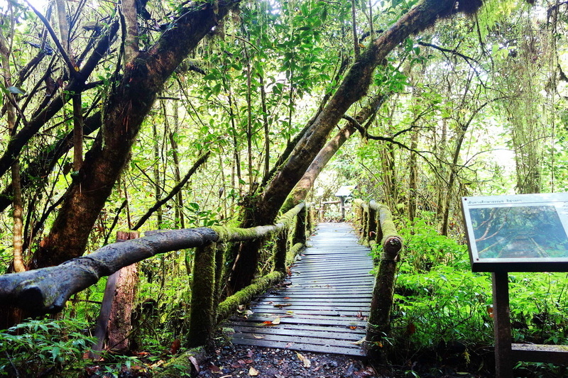 Forest Trail Path at National Parks in Chiang Mai Wooden trail cutting through lush dense forest with moss-covered railings and greenery at National Parks in Chiang Mai.