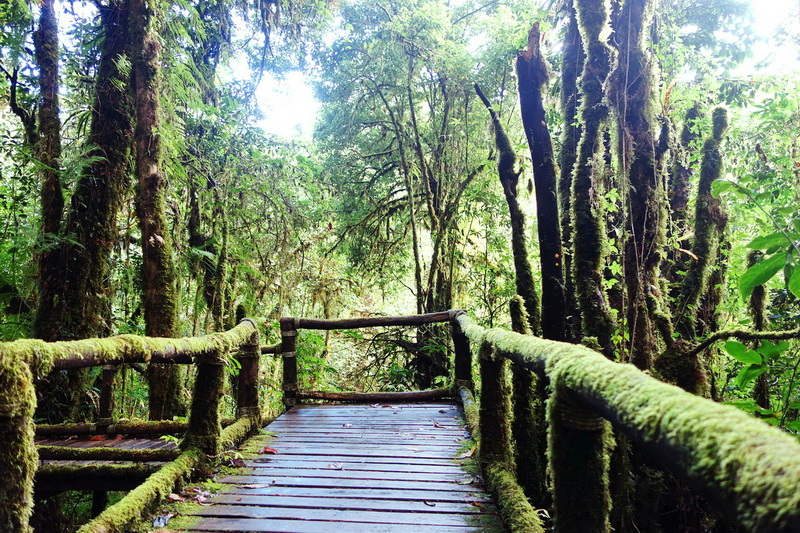 Wooden bridge with moss-covered railings in a lush green forest at Ang Ka Luang Nature Trail.