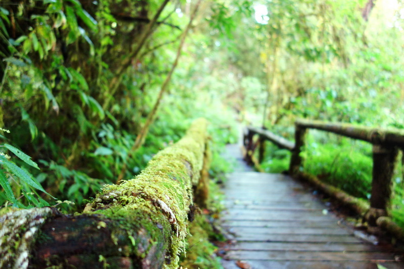 Moss-covered wooden railing along a narrow forest trail with green foliage at Ang Ka Luang Nature Trail.
