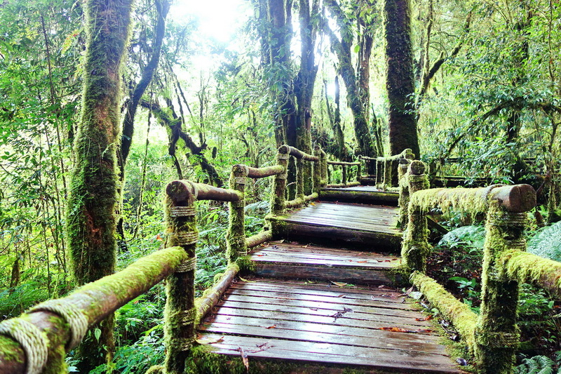 Mossy Forest Bridge at Ang Ka Luang Nature Trail Moss-covered wooden bridge surrounded by dense green forest at Ang Ka Luang Nature Trail.